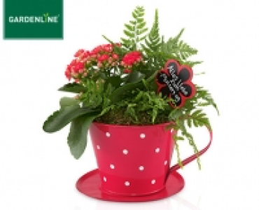 Aldi Süd  GARDENLINE®Muttertagspflanzen-Arrangement