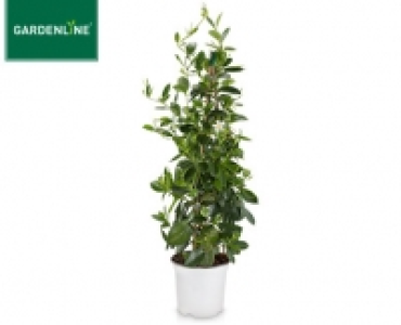 Aldi Süd  GARDENLINE® Dipladenia