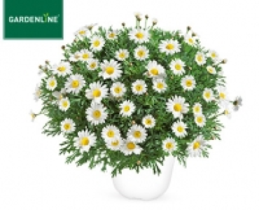 GARDENLINE®Margeriten-Busch