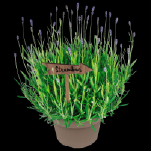 Lavendel 5.99 €