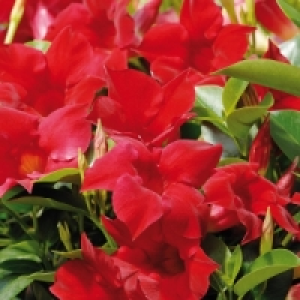 Dipladenia 6.99 €