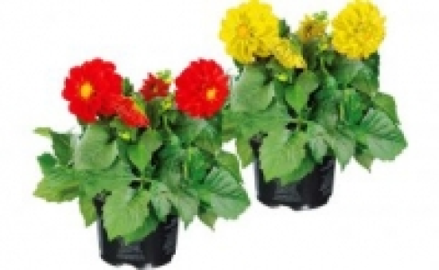 Dahlie 1.99 €