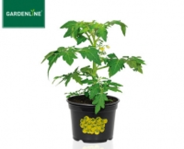 GARDENLINE®Gemüsepflanze