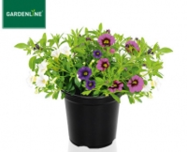 GARDENLINE®Edelpetunie