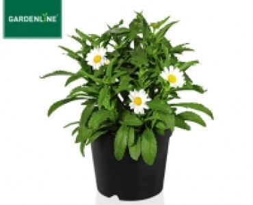 GARDENLINE®Solitärstaude 1.99 €
