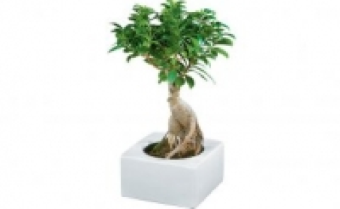 Bonsai Ficus Ginseng 9.99 €