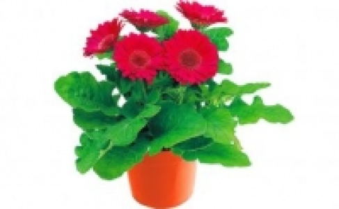 Gerbera 1.99&nbsp;&euro;