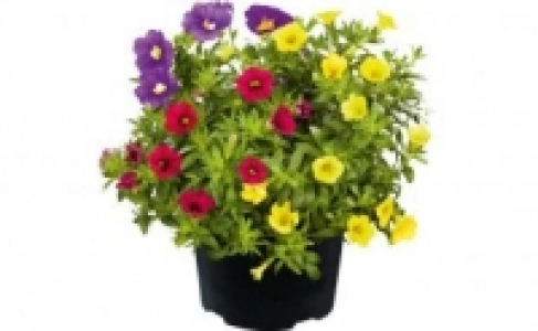 Petunie 2.49&nbsp;&euro;