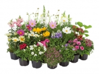 Staude/Sommerblume 1.49&nbsp;&euro;