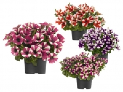 Petunie 1.49&nbsp;&euro;