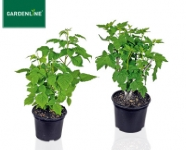 Aldi Süd  GARDENLINE® Beerenstrauch