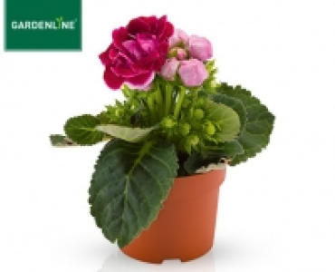 GARDENLINE®Blühende Pflanze 1.49 €