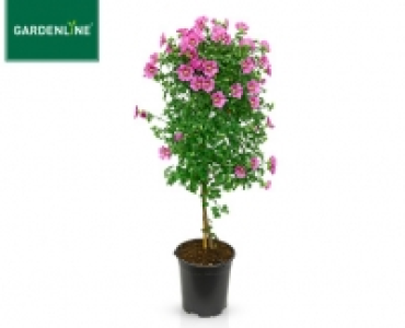 Aldi Süd  GARDENLINE® Blühendes Stämmchen exklusiv