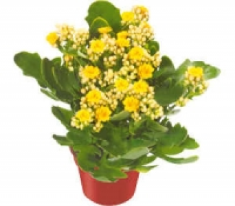 Kaufland  Kalanchoe