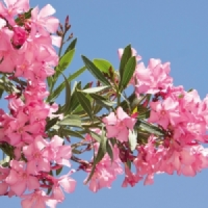 Oleander 3.99 €