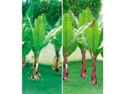 Winterharte-Bananen-Kollektion,2 Pflanzen 15.99 €