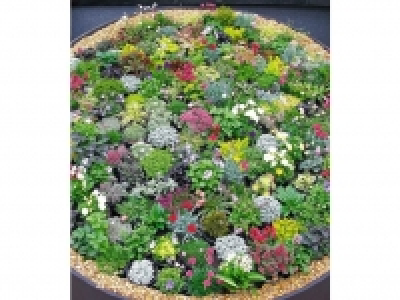 Winterhart Steingarten-Stauden-Mix 10 Pflanzen 16.99 €