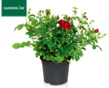 GARDENLINE®Lizenz-Gartenrose