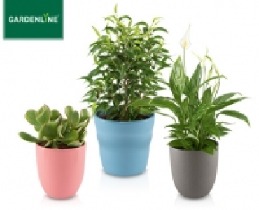 GARDENLINE®Exotische Pflanze 2.29 €