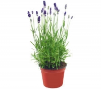Lavendel 1.99 €