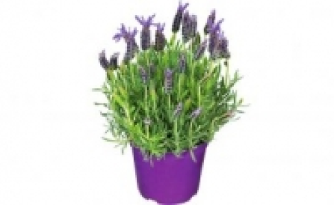 Lavendel 1.99 €