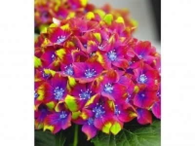 Freiland-Hortensien SAXON® Schloss Wackerbarth, 1 Pflanze, Hydrangea 0.99 €