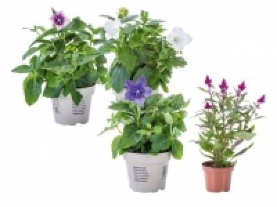 Bl&uuml;hpflanzenmix 0.99&nbsp;&euro;