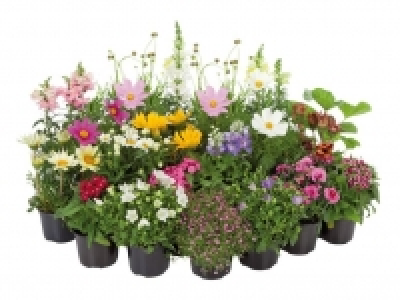 Staude/Sommerblume 0.49&nbsp;&euro;