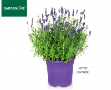 GARDENLINE®Lavendel 2.59 €