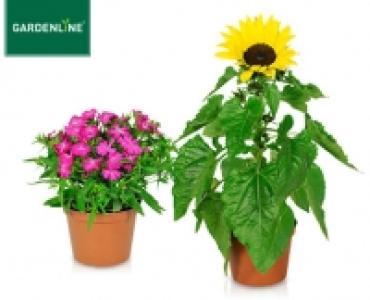 GARDENLINE®Sommerblume 1.49 €