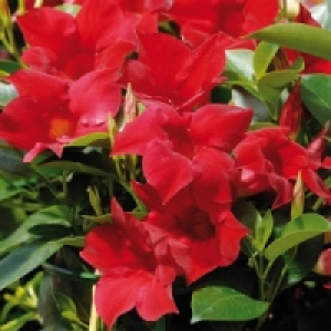 Dipladenia 9.99 €