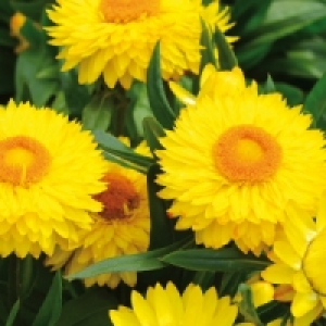 Strohblume 1.99&nbsp;&euro;