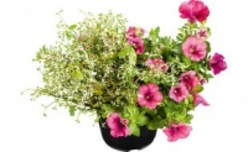 Pflanzen-Mix 2.99&nbsp;&euro;