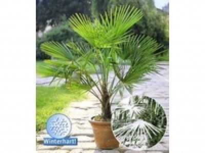 Winterharte Kübel-Palme,1 Pflanze, Trachycarpus fortunei 0.99 €