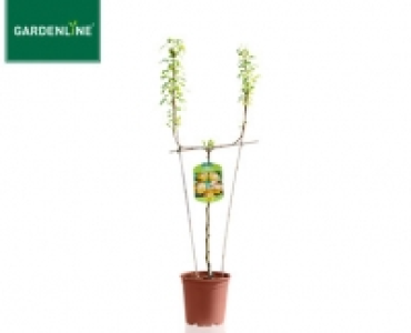 GARDENLINE&reg;Spalier- oder S&auml;ulenobstbaum