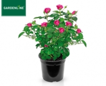 Aldi Süd  GARDENLINE®Rose, exklusiv