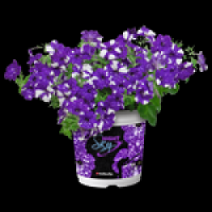 Petunie 1.99&nbsp;&euro;