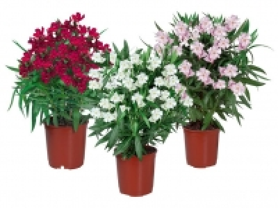 Oleander 0.99 €