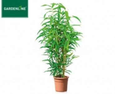 GARDENLINE®Palme oder Bambus