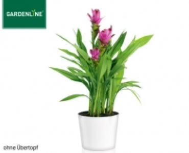 GARDENLINE®Exotische Blühpflanze
