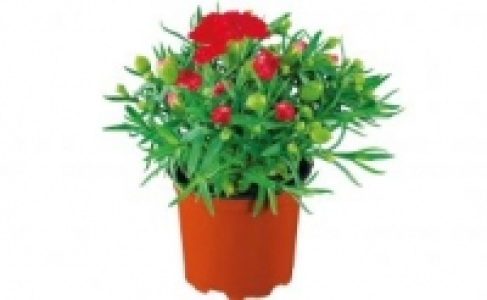 Nelken 1.99 €