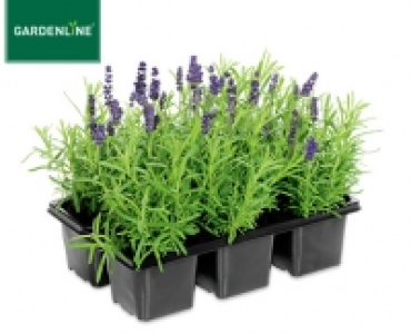 GARDENLINE®Lavendel, 6er Tray