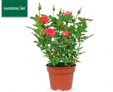 GARDENLINE®Rose