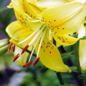 Asiatische Lilie 1.99&nbsp;&euro;