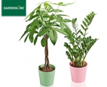 GARDENLINE&reg;Pflanzrarit&auml;t im Topf