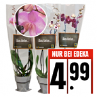 Edeka  Phalaenopsis Orchidee