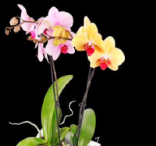 2 Schmetterlingsorchideen 7.77 €