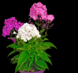 Flammenblume 4.99&nbsp;&euro;