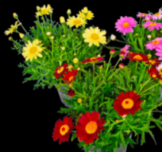 Strauchmargerite 1.49&nbsp;&euro;