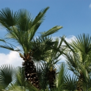 Palme 4.99 €